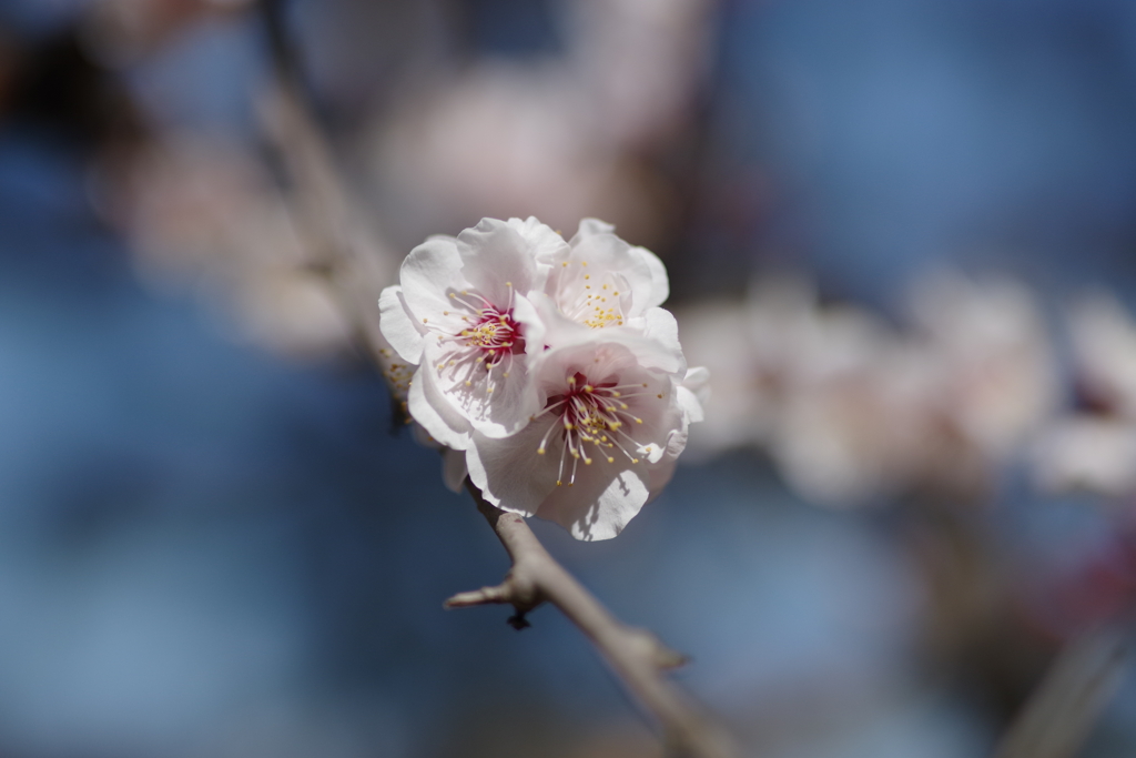 三渓園