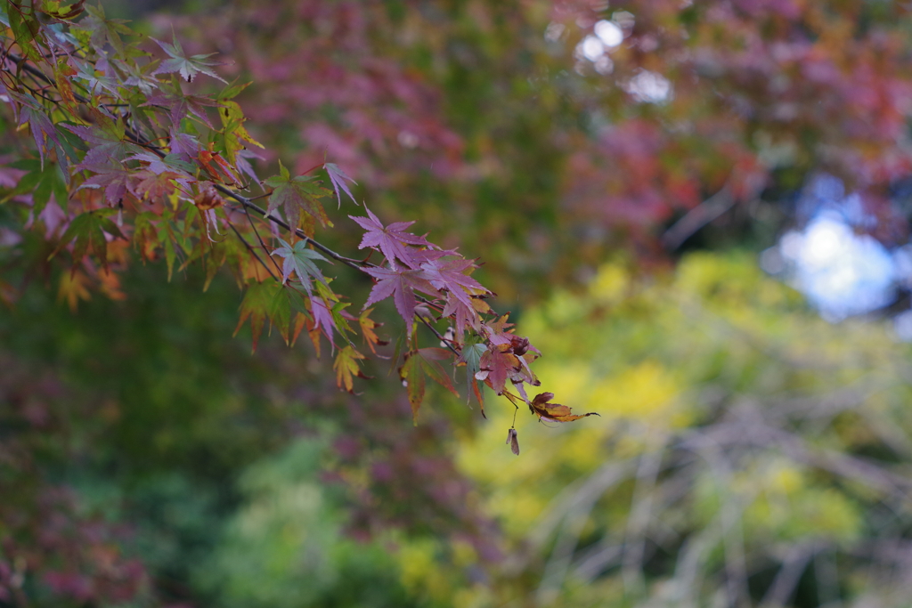 鎌倉　長谷寺