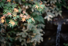 三溪園