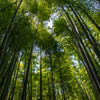 竹林