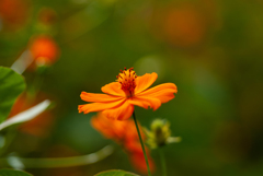 くりはま花の国