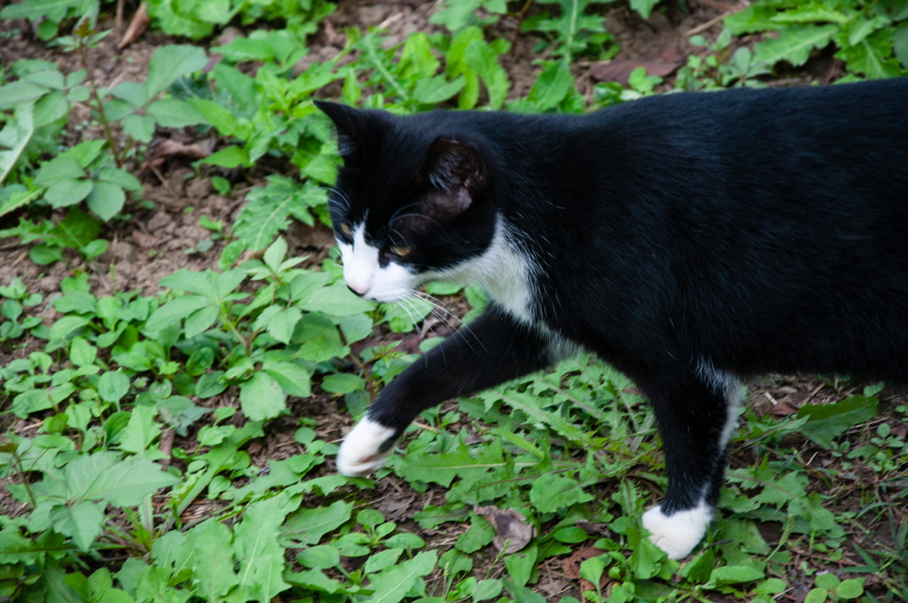 ねこ