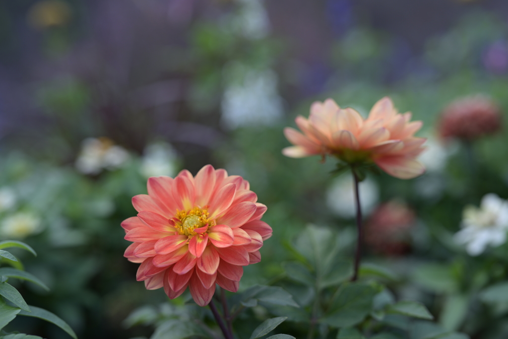 久しぶりの花撮影