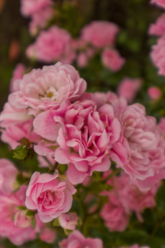 薔薇