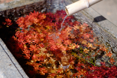 鎌倉　鶴岡八幡宮