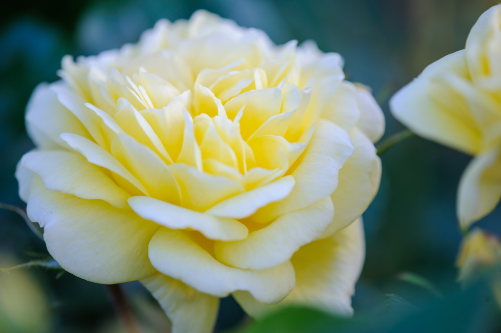 薔薇