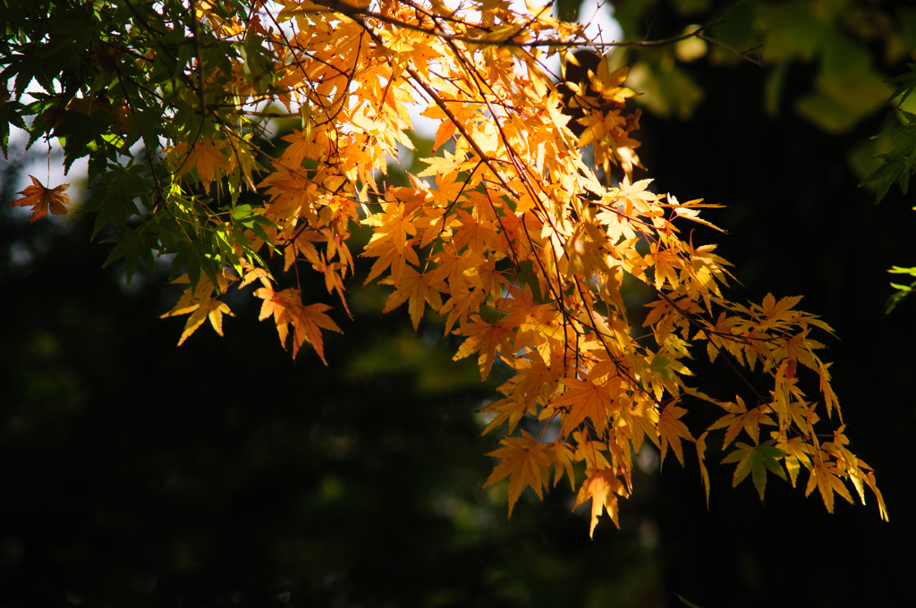 鎌倉　長谷寺