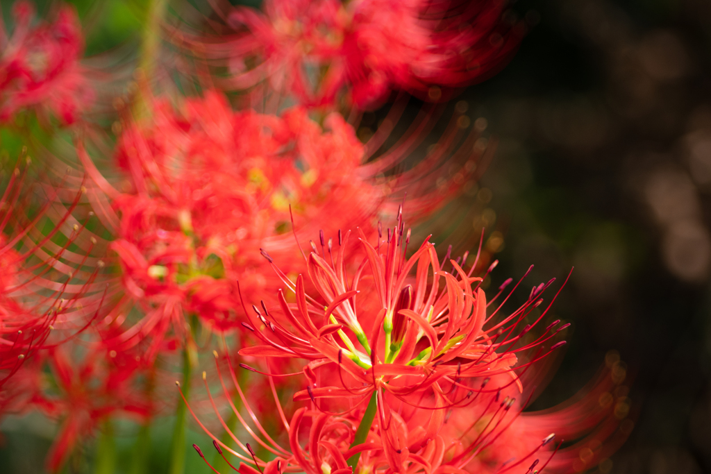 くりはま花の国
