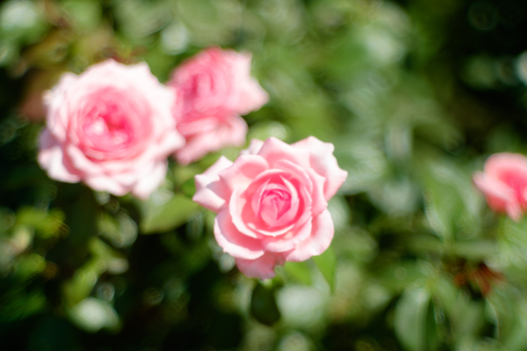 薔薇