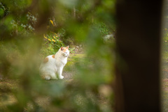 ねこ