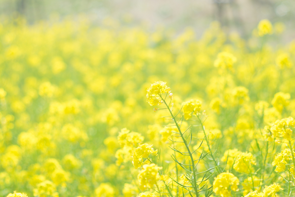 菜の花