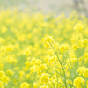 菜の花