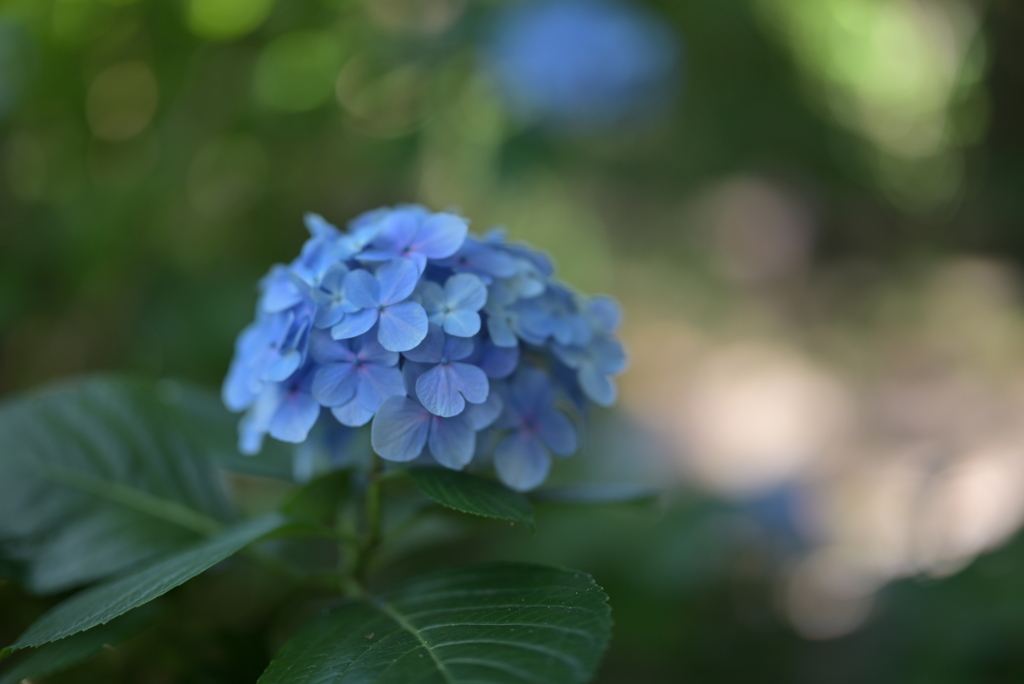 紫陽花