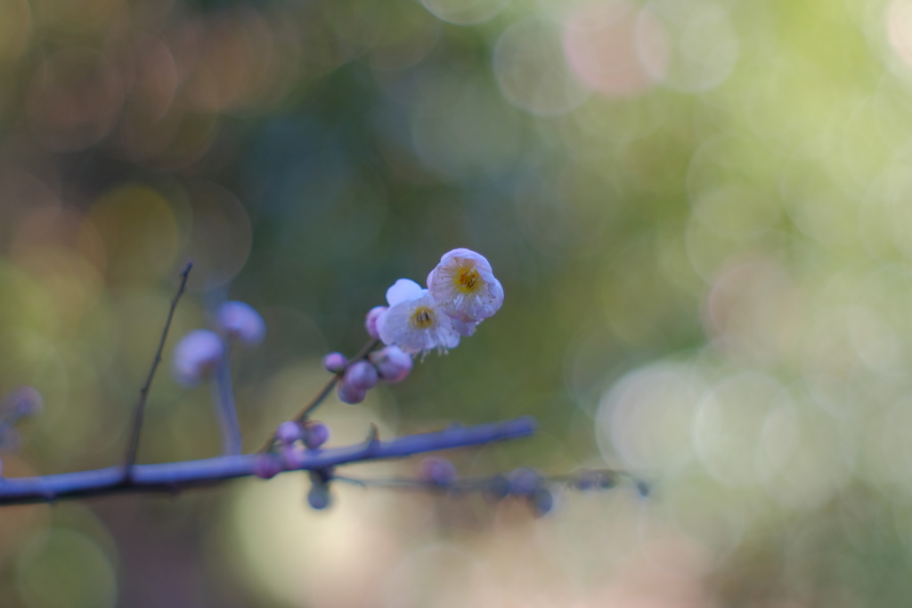 はな