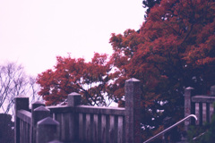 大山阿夫利神社