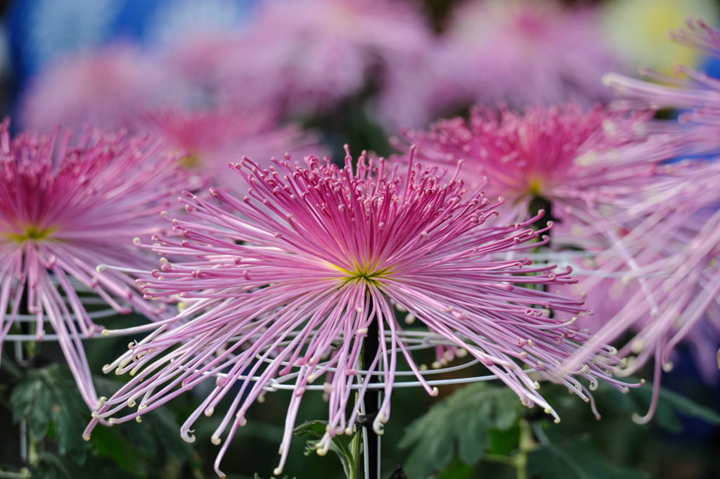 菊