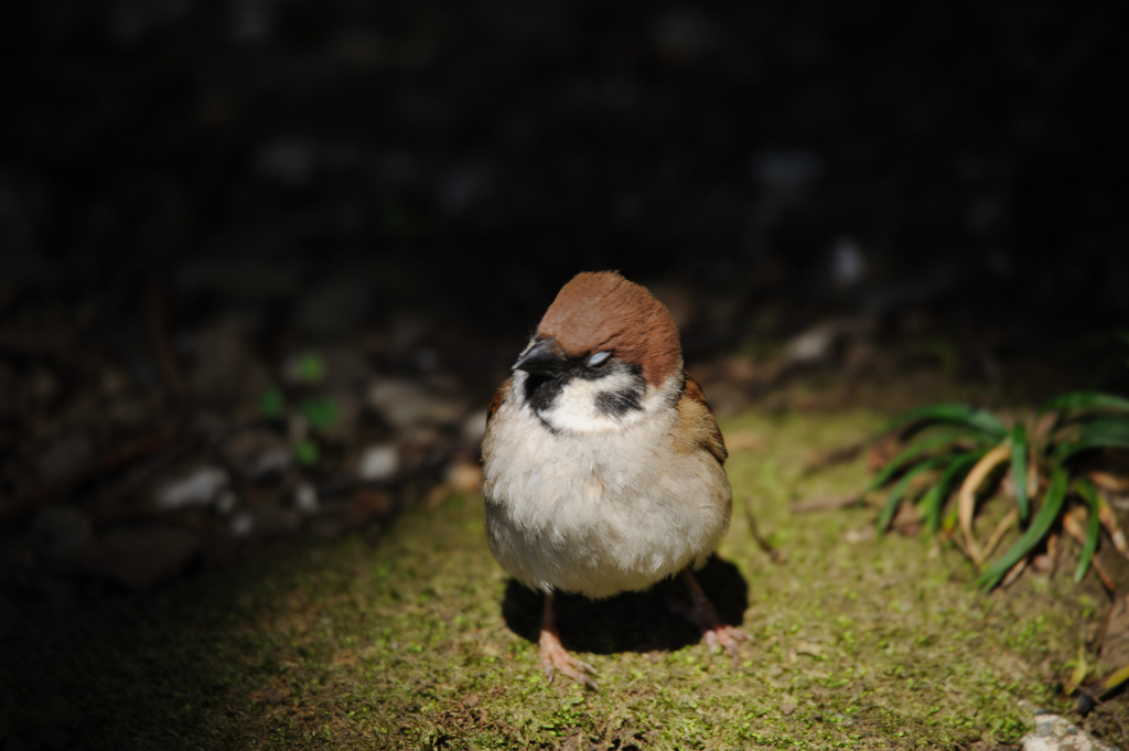 スズメ