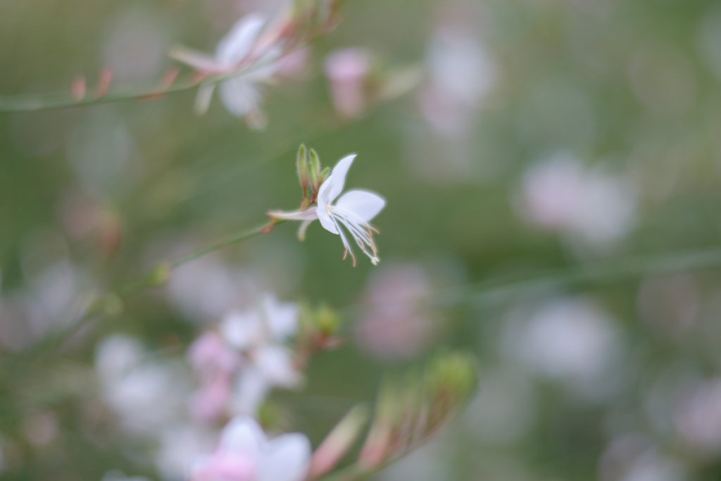 オールドレンズ