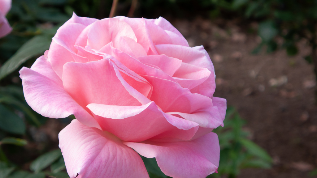 薔薇