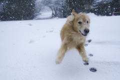雪の日の飛行犬