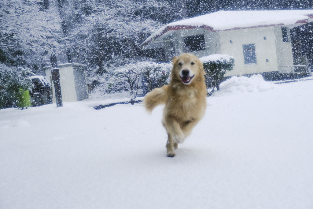 雪に喜ぶ犬