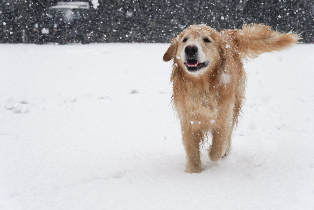 雪が好きな犬