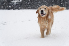 雪が好きな犬