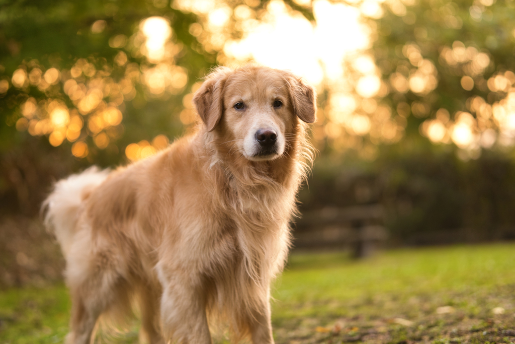 秋の公園ポンちゃん