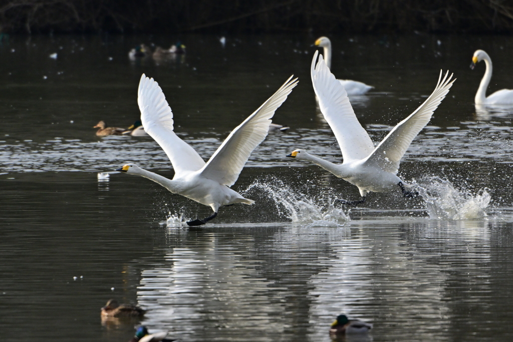 古徳沼の白鳥９