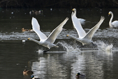 古徳沼の白鳥９