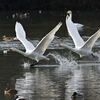 古徳沼の白鳥９