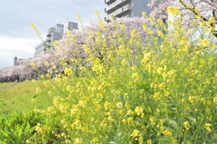 桜と菜の花