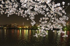 千波湖の桜と水戸の夜景1