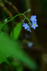 尾瀬沼の小さな青い花
