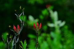尾瀬沼の小さな赤い花