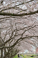 桜川の土手に咲く桜