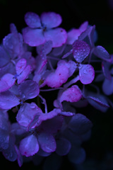 保和苑の紫陽花1