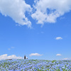 ネモフィラと青空3