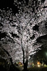 水戸駅南口に咲く夜桜