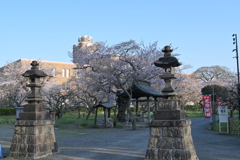 鹿島神社の桜