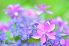 楽しそうに咲き誇る紫陽花