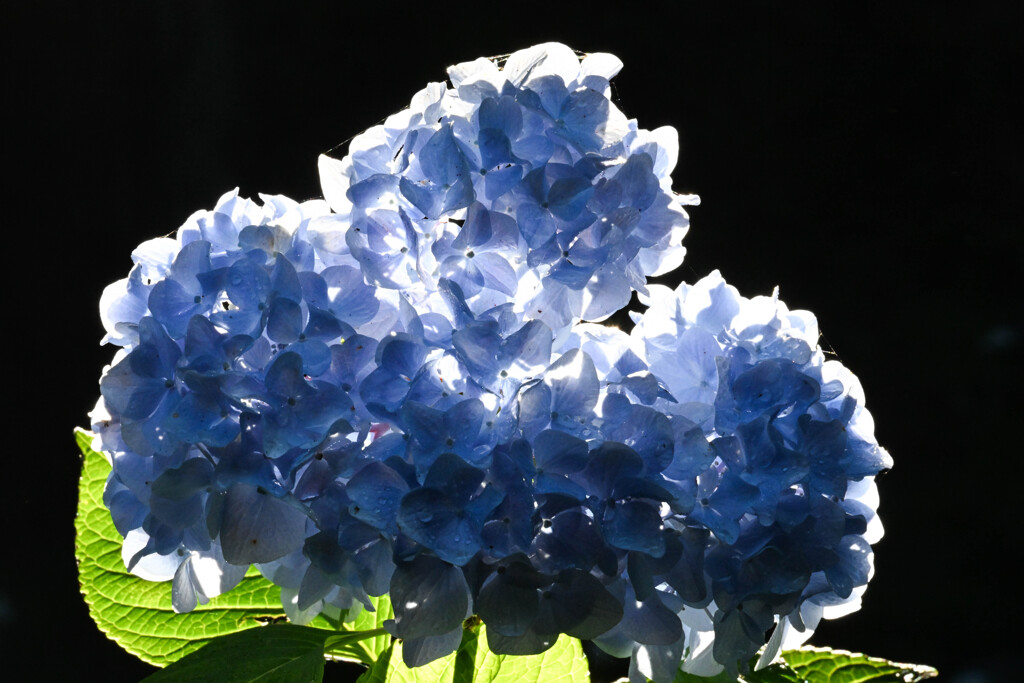 保和苑の紫陽花4