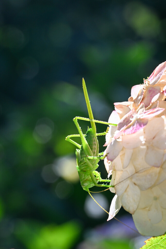 保和苑の紫陽花6