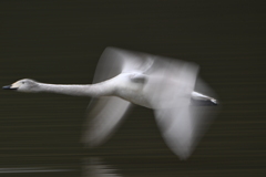 古徳沼の白鳥６