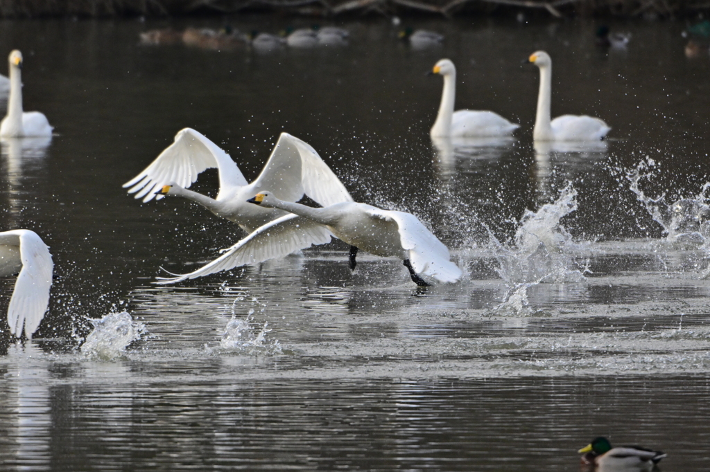古徳沼の白鳥８