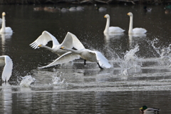 古徳沼の白鳥８