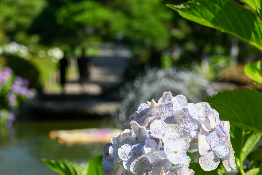 保和苑の紫陽花8