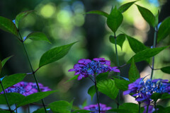 保和苑の紫陽花3