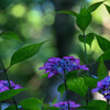 保和苑の紫陽花3