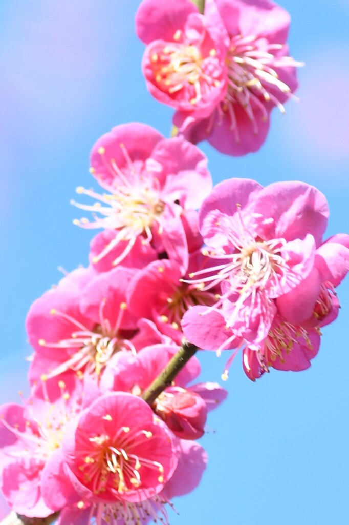 弘道館梅林4